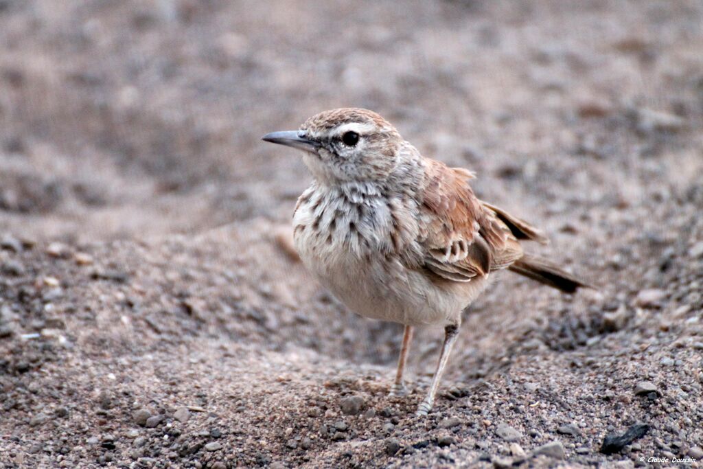 Benguela Long-billed Lark