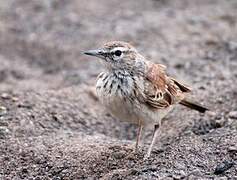 Benguela Long-billed Lark