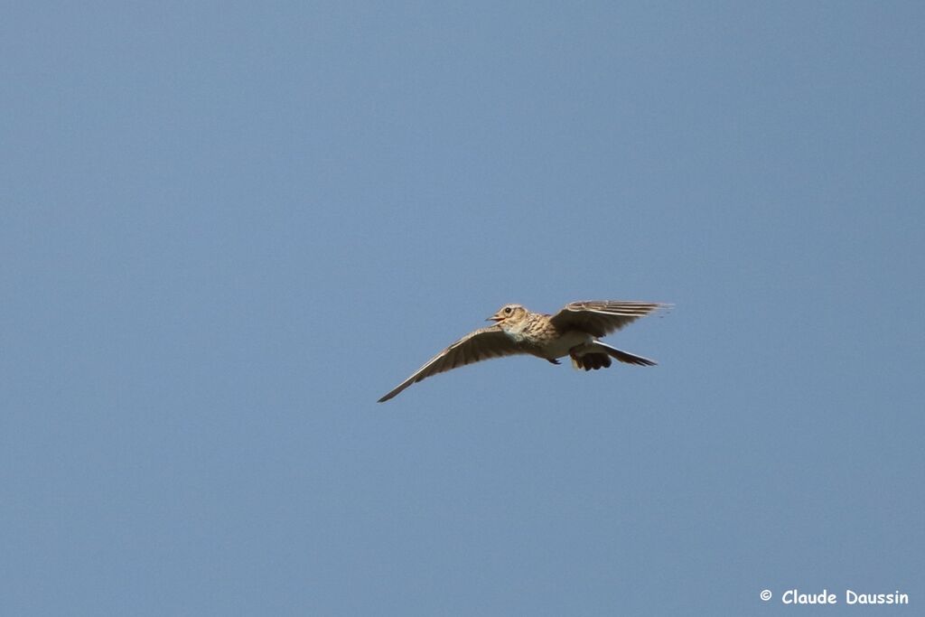 Eurasian Skylark