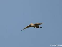 Eurasian Skylark