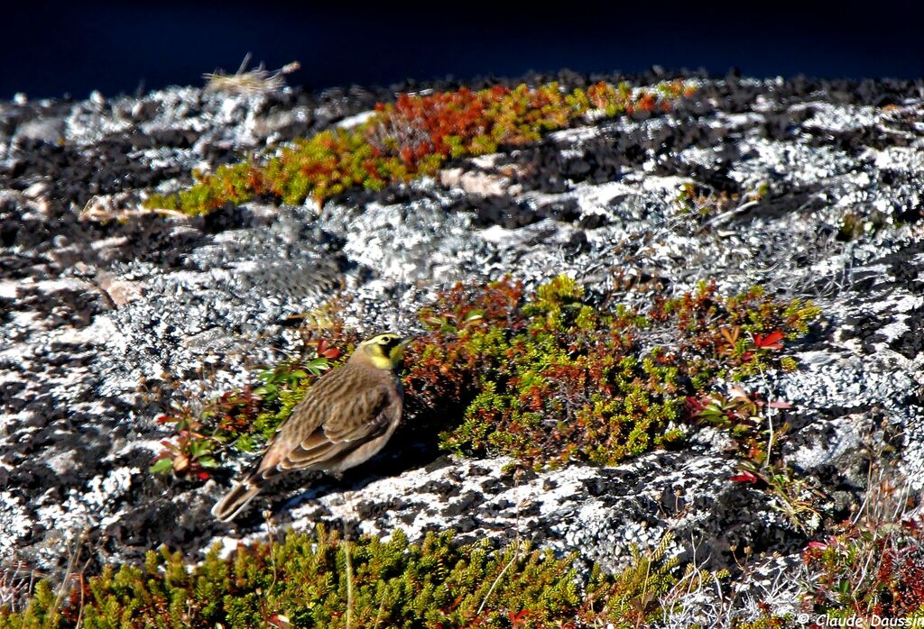 Horned Lark