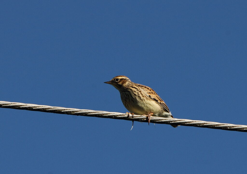 Woodlark