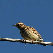 Woodlark