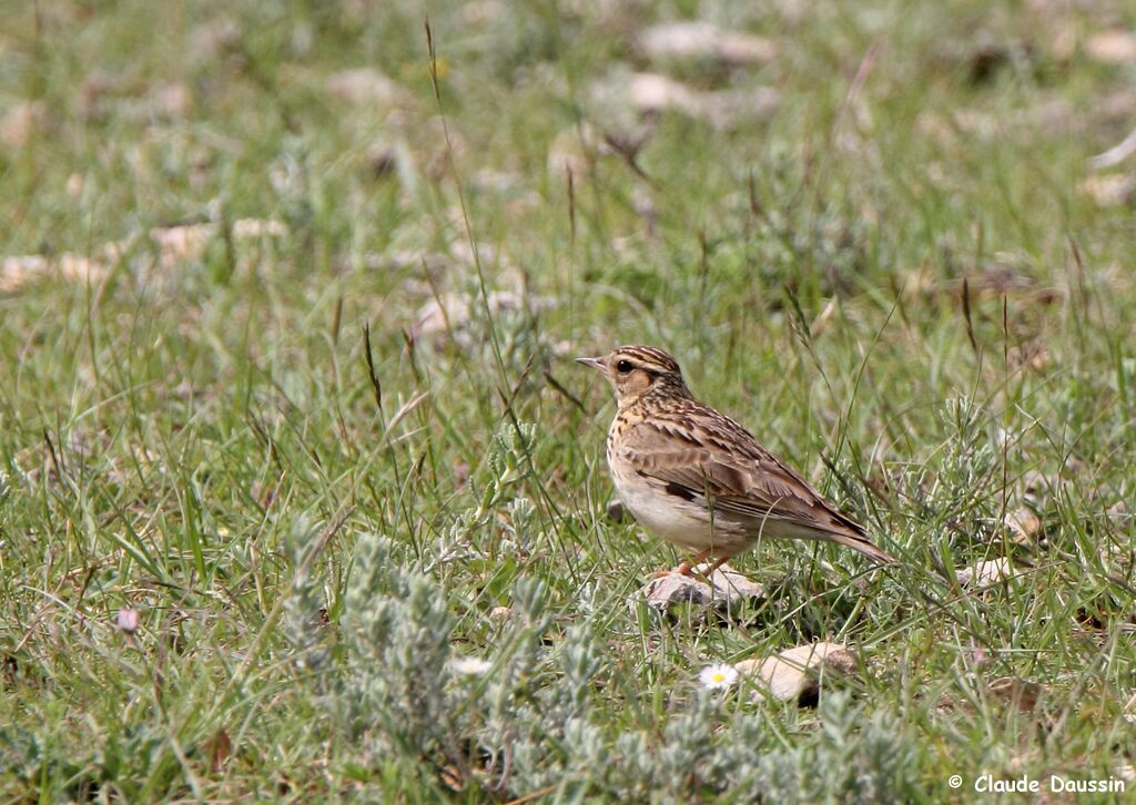 Woodlark