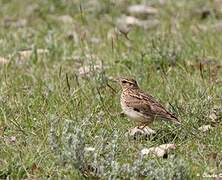 Woodlark