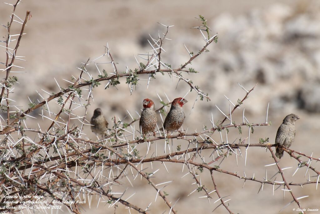 Red-headed Finch
