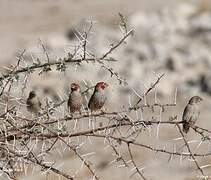 Red-headed Finch