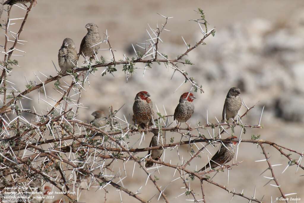 Red-headed Finchadult, Behaviour