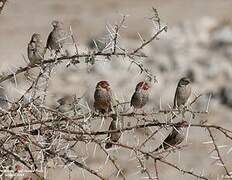 Red-headed Finch