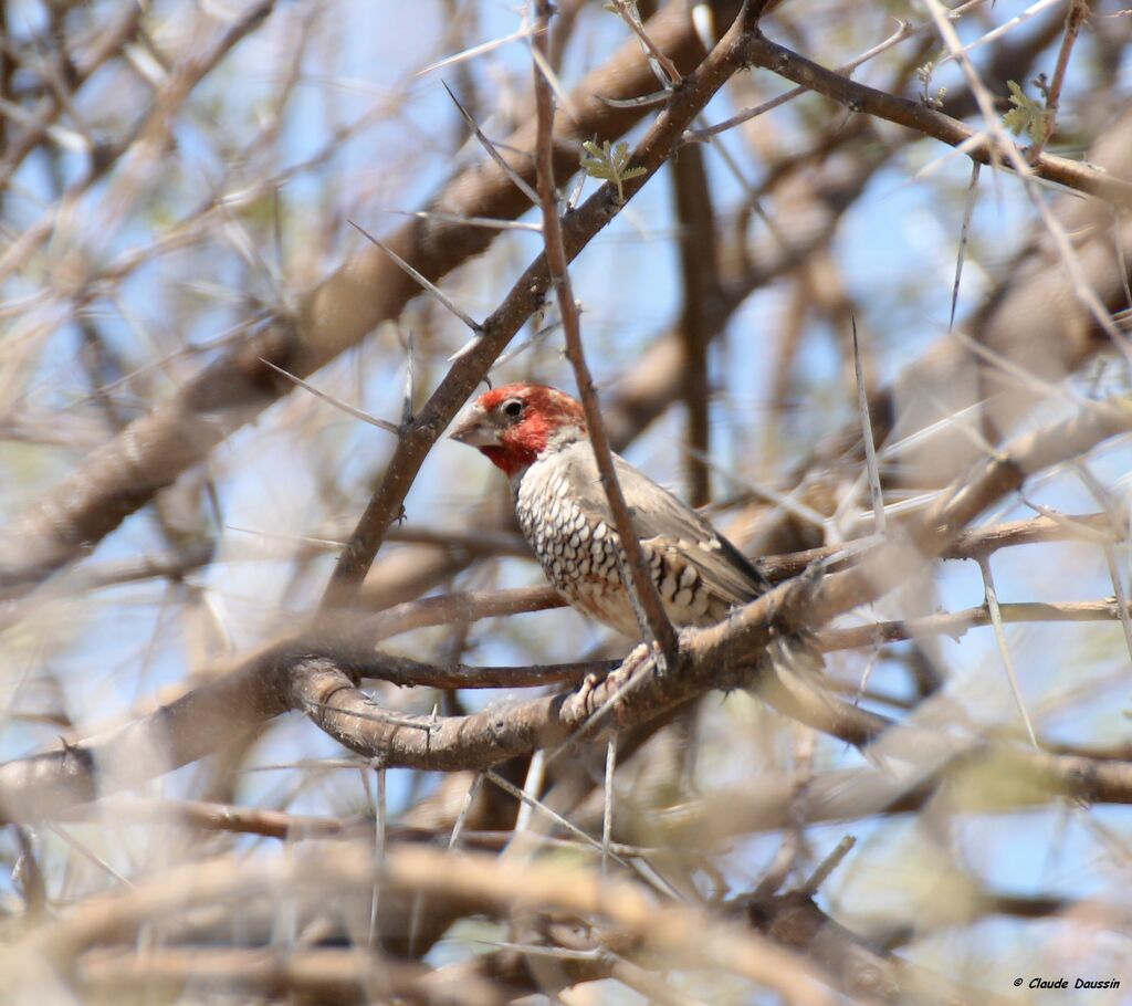 Red-headed Finch