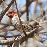 Red-headed Finch