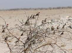 Red-headed Finch