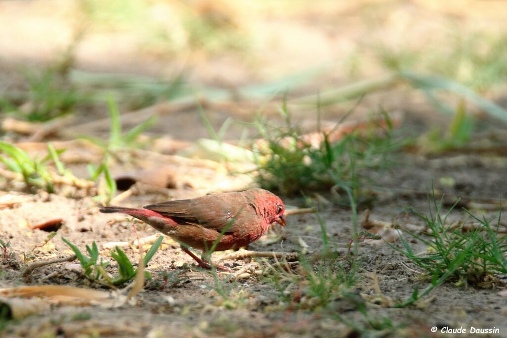 Red-billed Firefinch