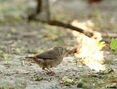 Red-billed Firefinch