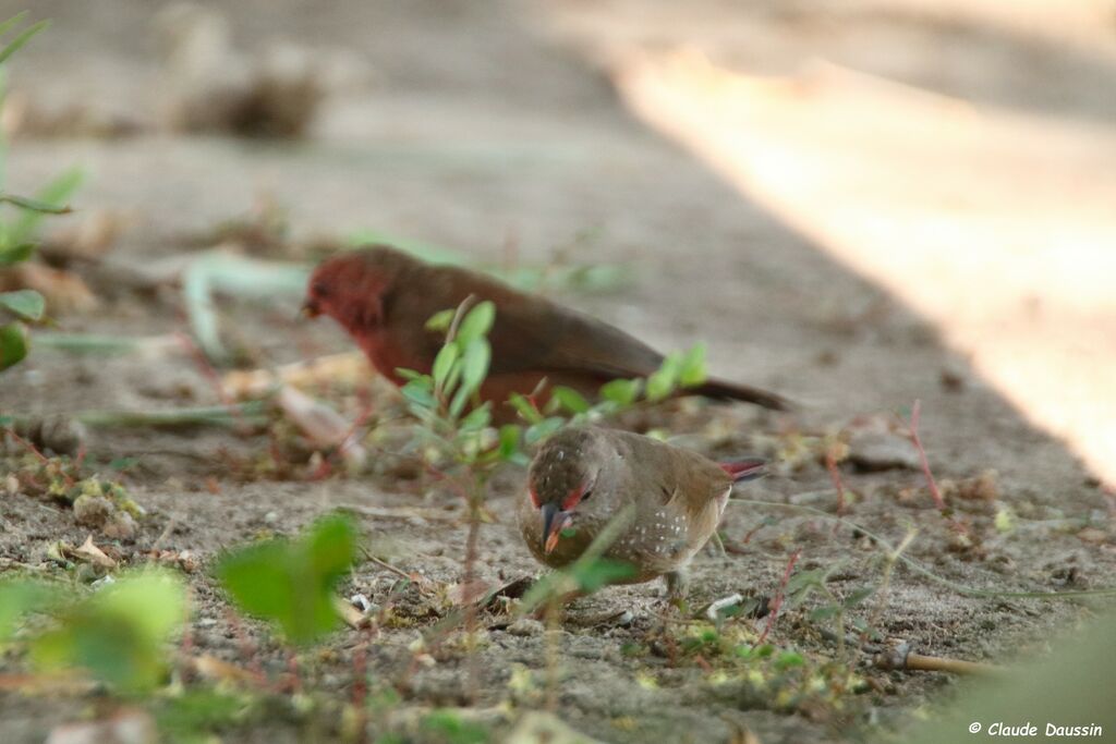 Red-billed Firefinch