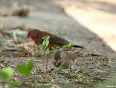 Red-billed Firefinch