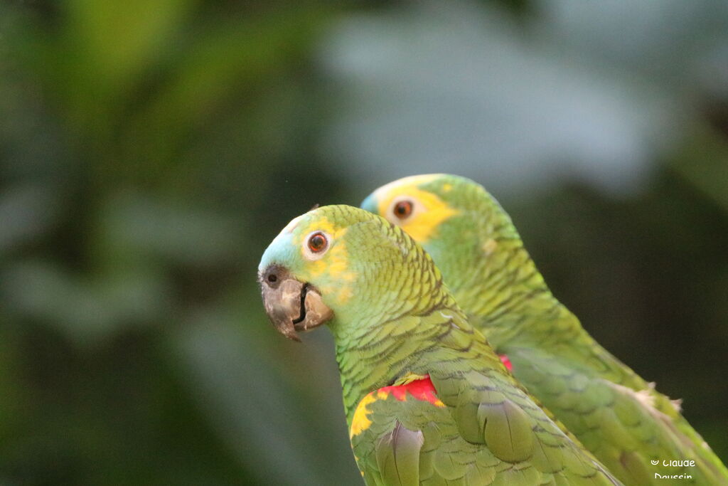 Turquoise-fronted Amazon