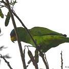 Amazone à lores rouges