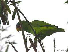 Red-lored Amazon