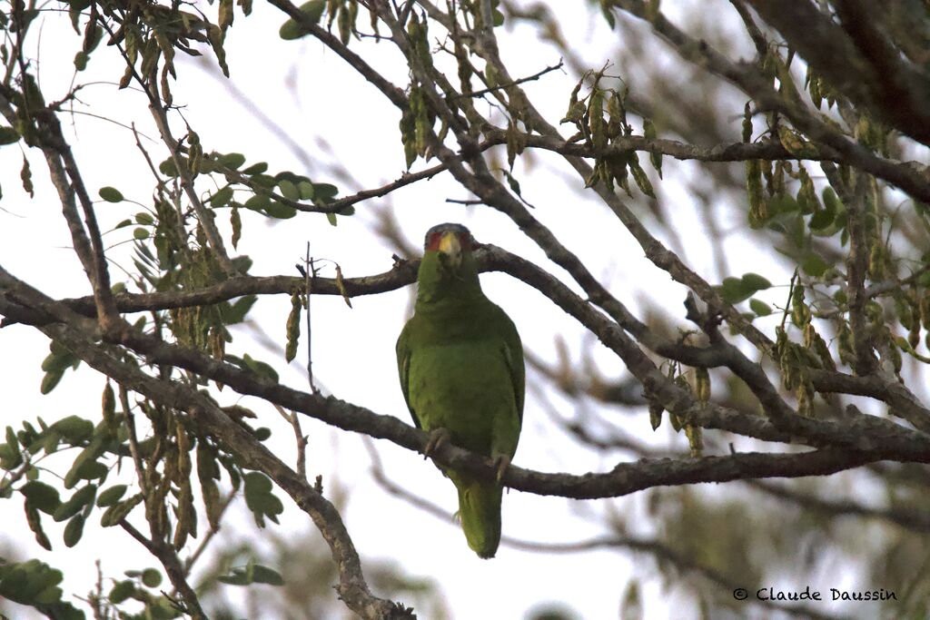 Amazone à lores rougesadulte