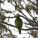 Amazone à lores rouges