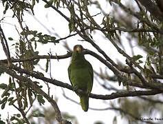 Red-lored Amazon