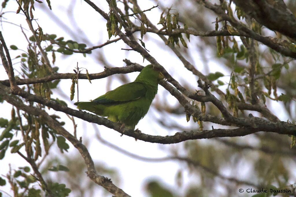 Red-lored Amazonadult