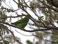 Amazone à lores rouges