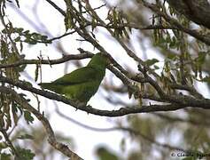 Red-lored Amazon