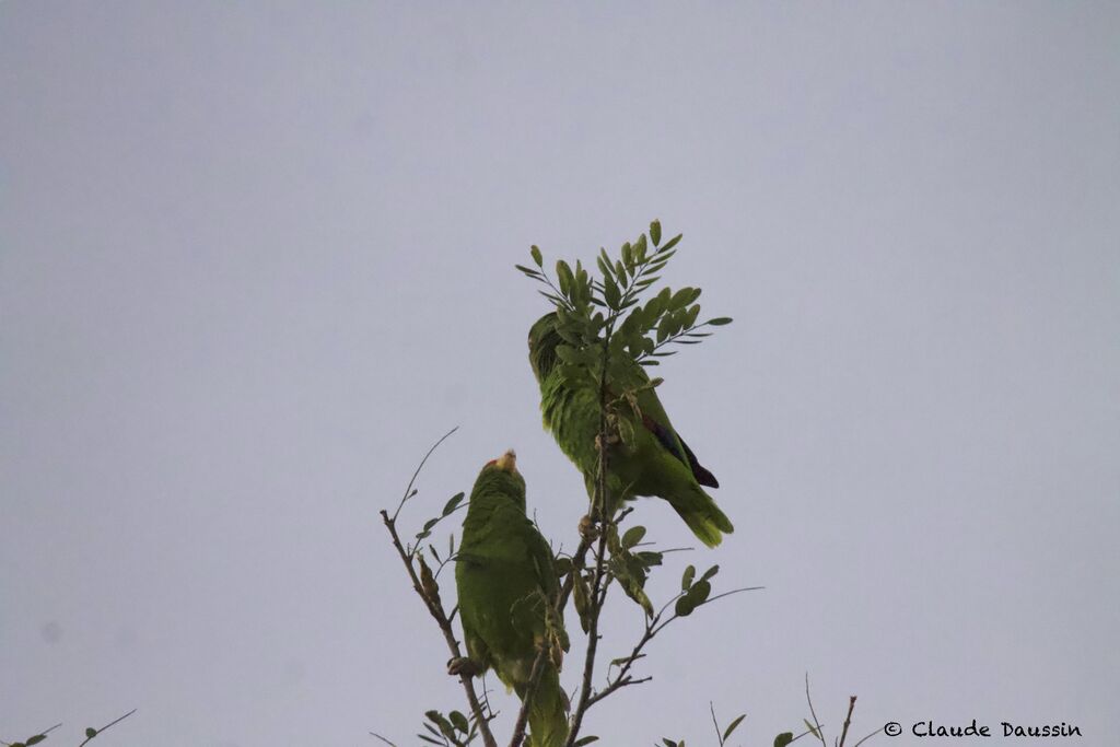 Red-lored Amazonadult