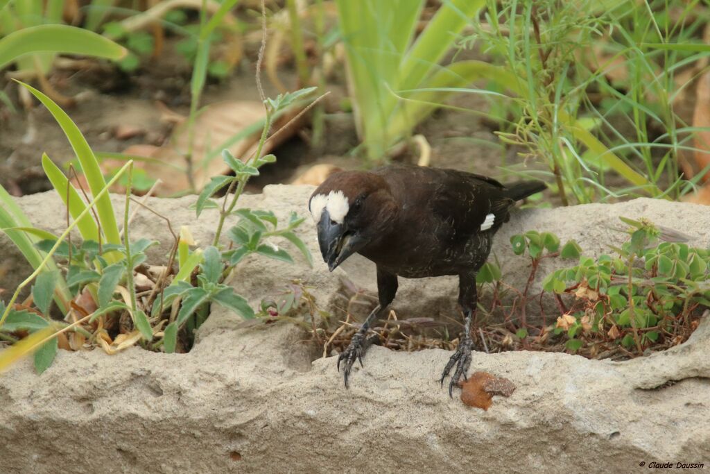 Thick-billed Weaver