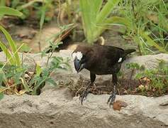 Thick-billed Weaver
