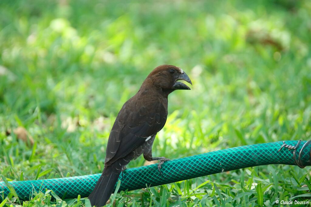 Thick-billed Weaver