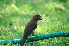 Thick-billed Weaver