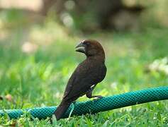 Thick-billed Weaver