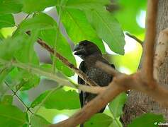 Thick-billed Weaver