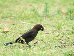 Thick-billed Weaver