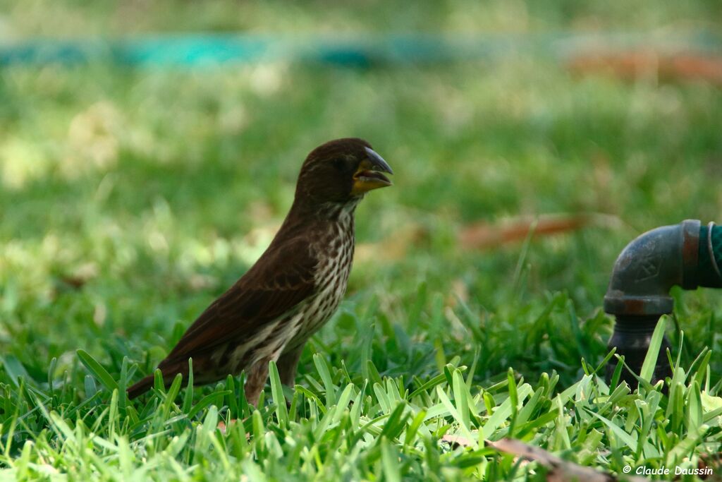 Thick-billed Weaver female