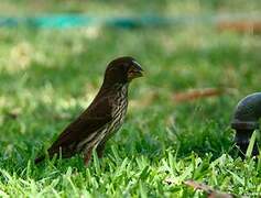 Thick-billed Weaver