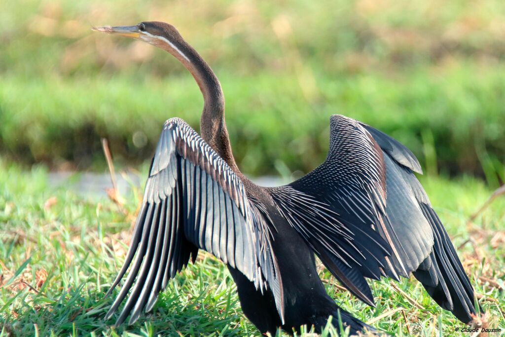 African Darter