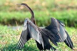 Anhinga d'Afrique