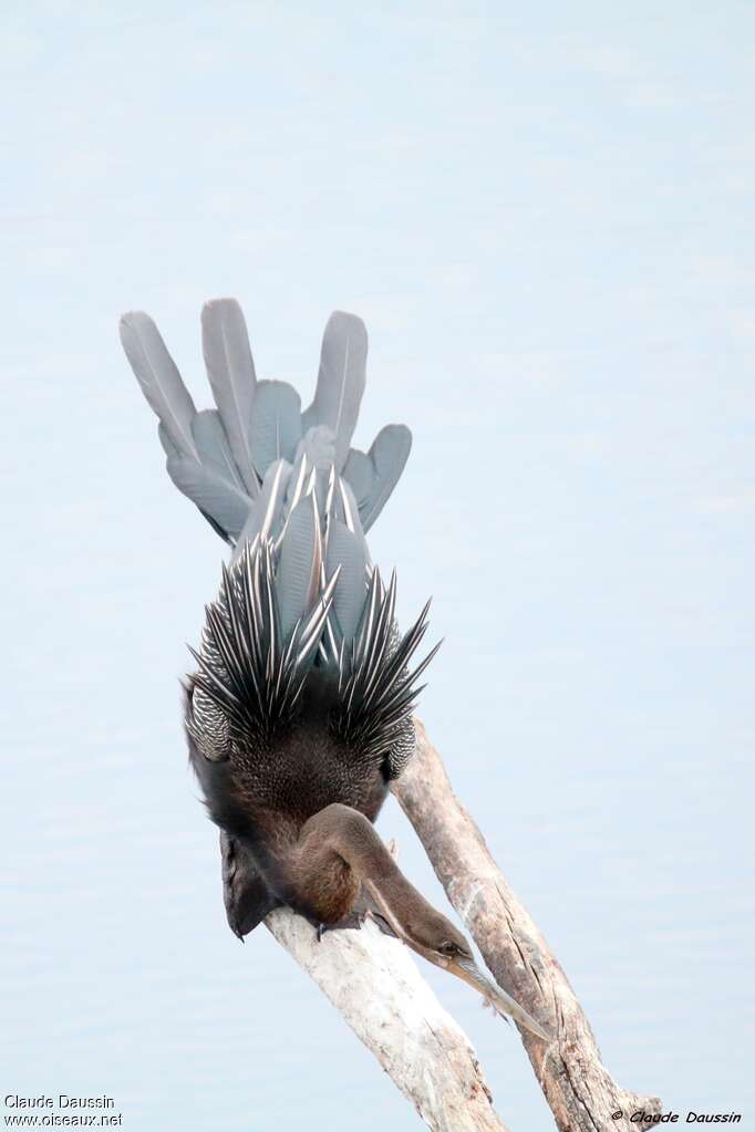 Anhinga d'Afriqueadulte, composition, pigmentation