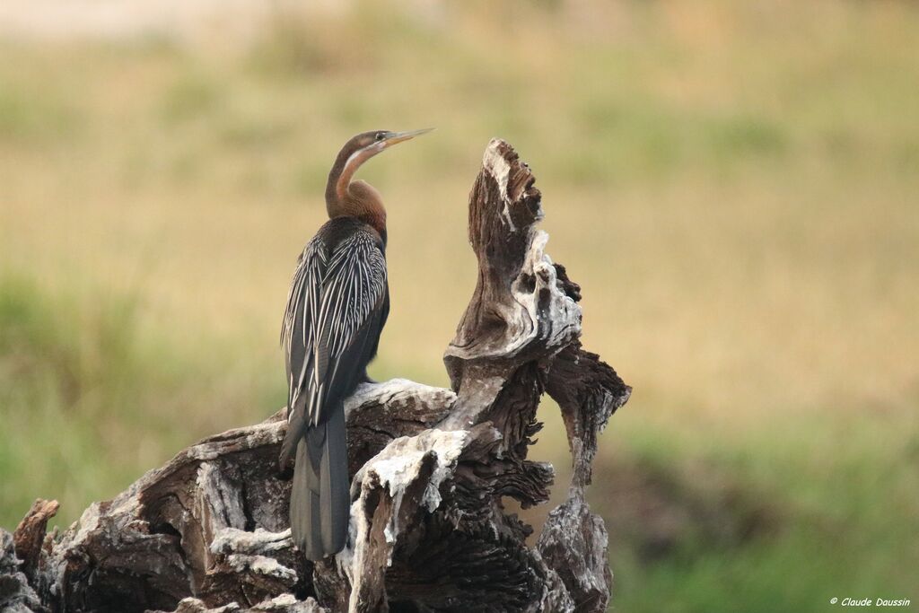 Anhinga d'Afrique