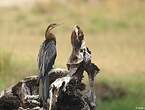 Anhinga d'Afrique