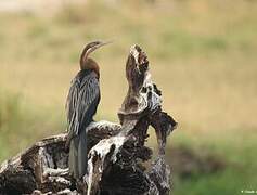 African Darter