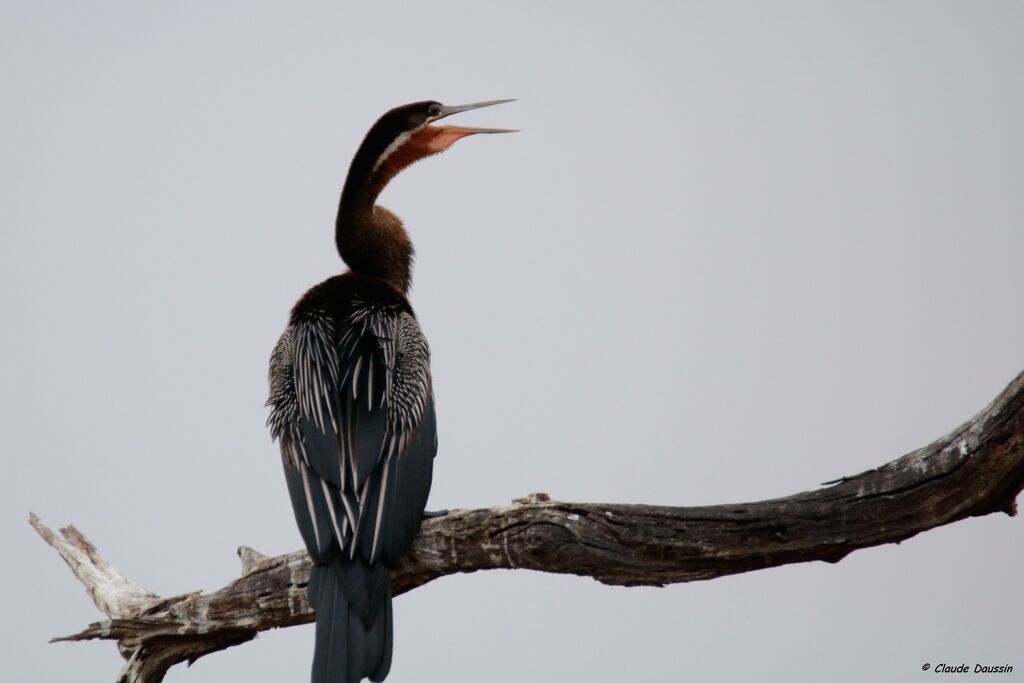 African Darter