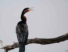 African Darter