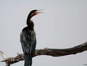 Anhinga d'Afrique