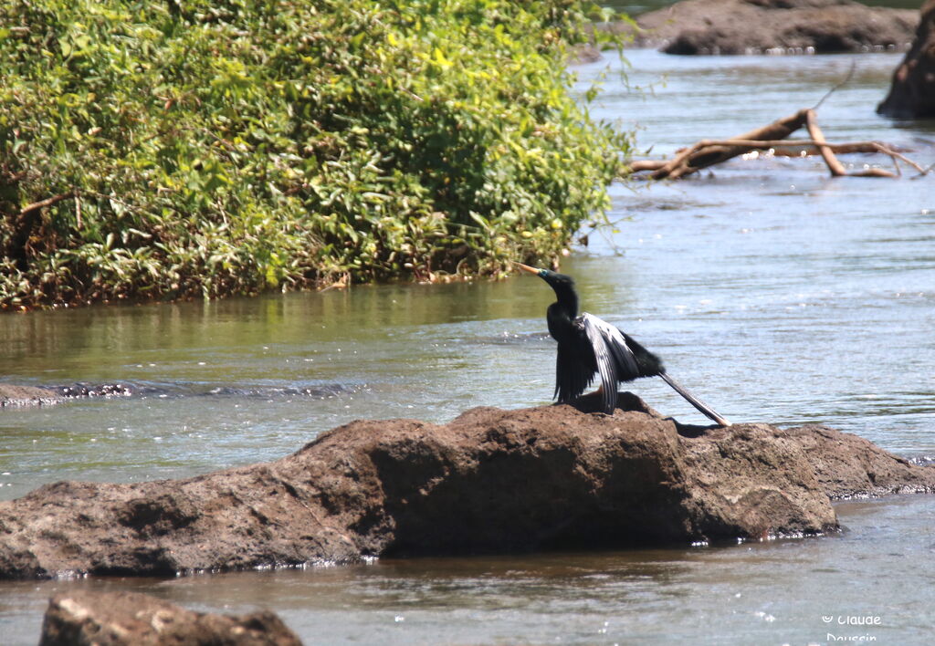 Anhinga