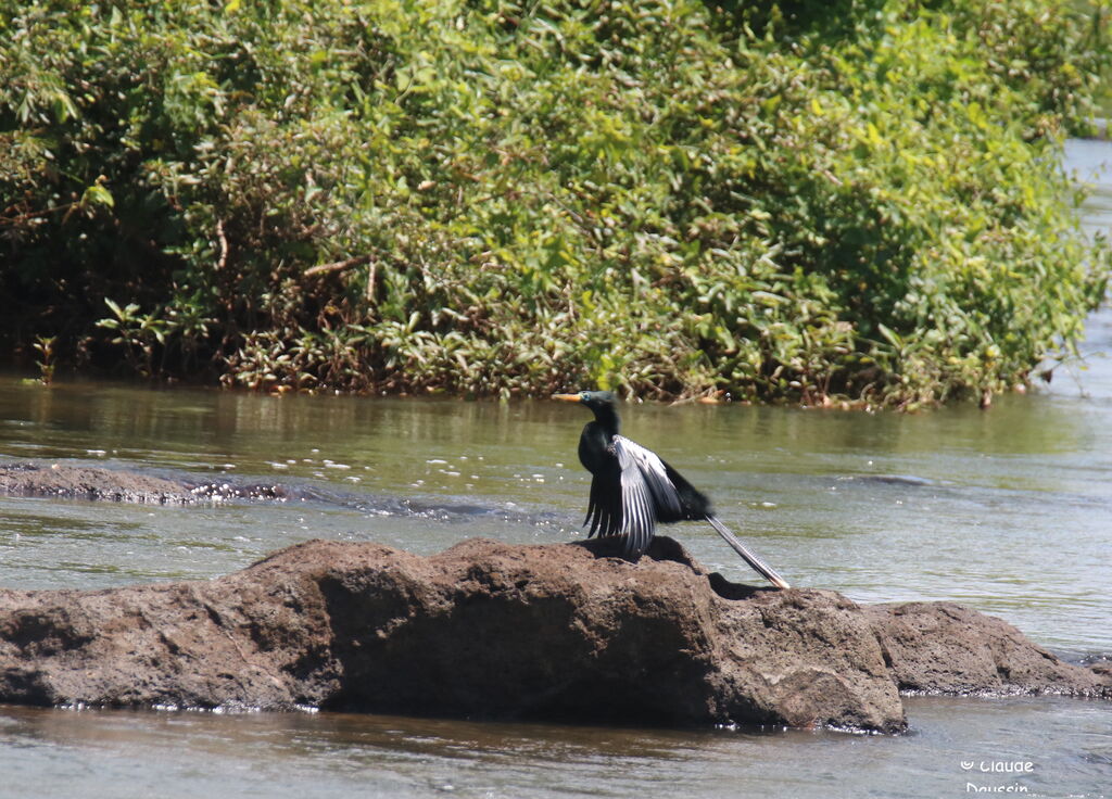 Anhinga